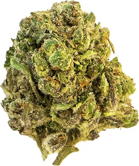 Mag Landrace